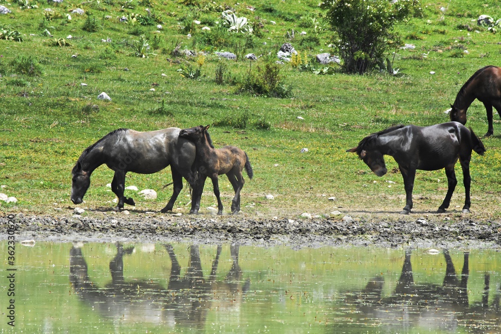 Cavalli al pascolo - (Pizzone - Valle Fiorita - IS) Cavalli al pascolo - (Pizzone - Valle Fiorita - IS)