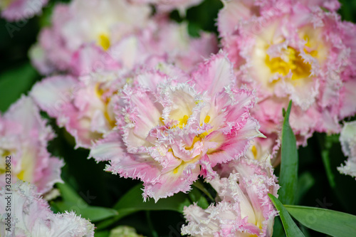 Fringed tulips blooming in spring on a flower bed