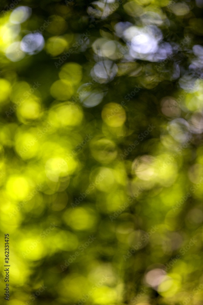 Obraz premium Arrière-plan bokeh forêt feuillage arbre - nature abstrait