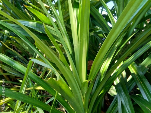 Pandanus amaryllifolius (Indonesian called pandan wangi) with a natural background photo