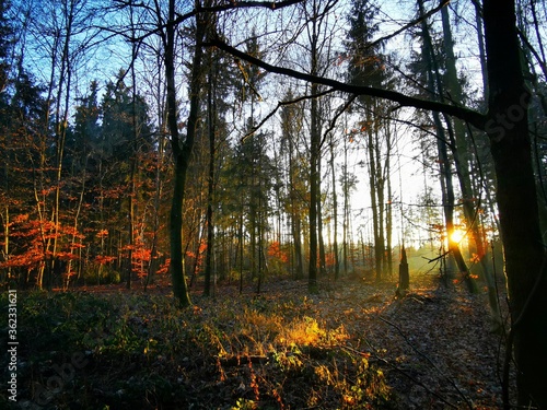 Fototapeta Naklejka Na Ścianę i Meble -  Farbenspiel im Wald