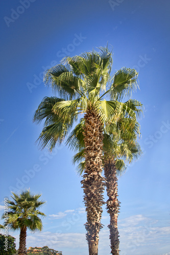 Talipot palm (Corypha umbraculifera) at winter time in Spain photo