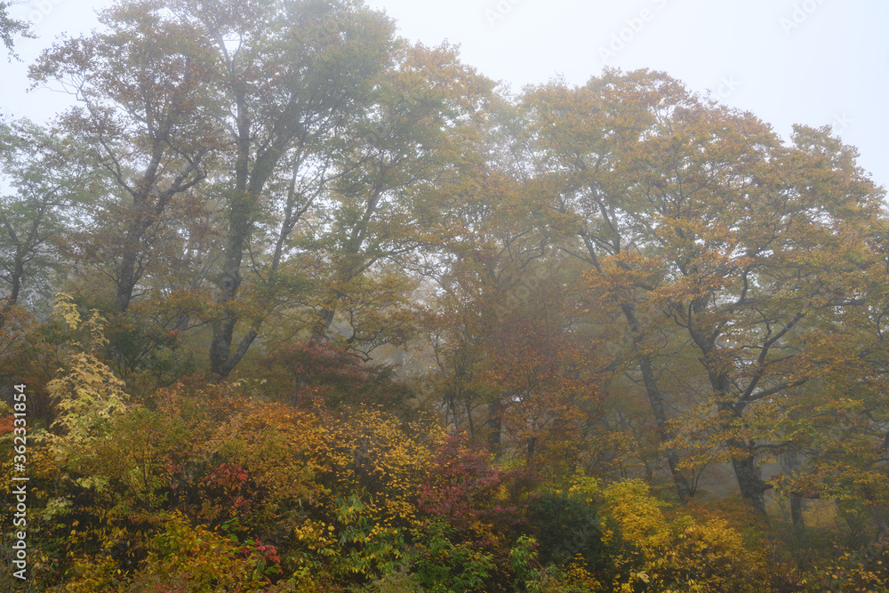 雨雲に覆われる山地の秋