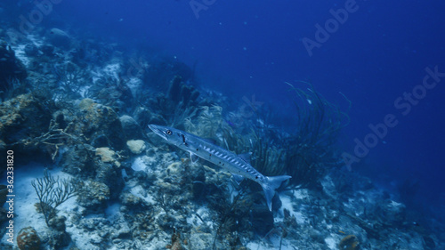 Seascape in turquoise water of coral reef in Caribbean Sea / Curacao with Barracuda, coral and sponge