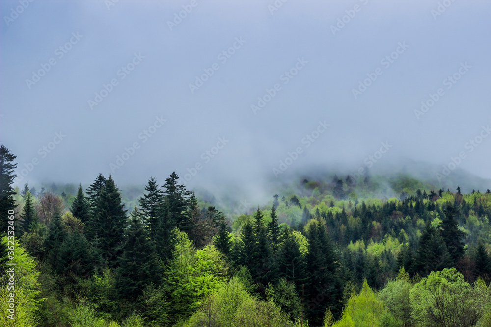 a landscape of the foggy morning forest at carpathian mountains, national park Skolivski beskidy, Lviv region of Western Ukraine