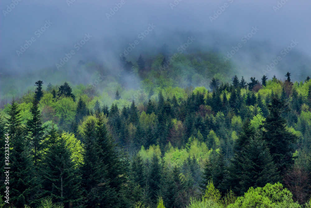 a landscape of the foggy morning forest at carpathian mountains, national park Skolivski beskidy, Lviv region of Western Ukraine
