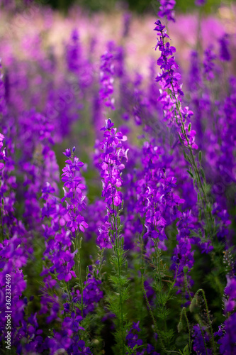 Summer wallpaper. Purple flowers in the garden. Soft focus.