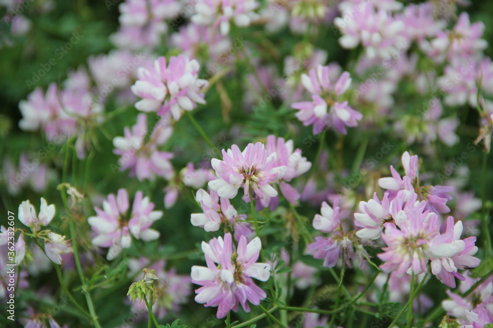 Background of Wildflowers Field Nature Background of Wildflowers Field Nature