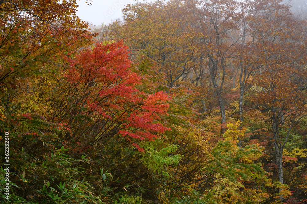 Fototapeta premium 雨雲に覆われる山地の秋