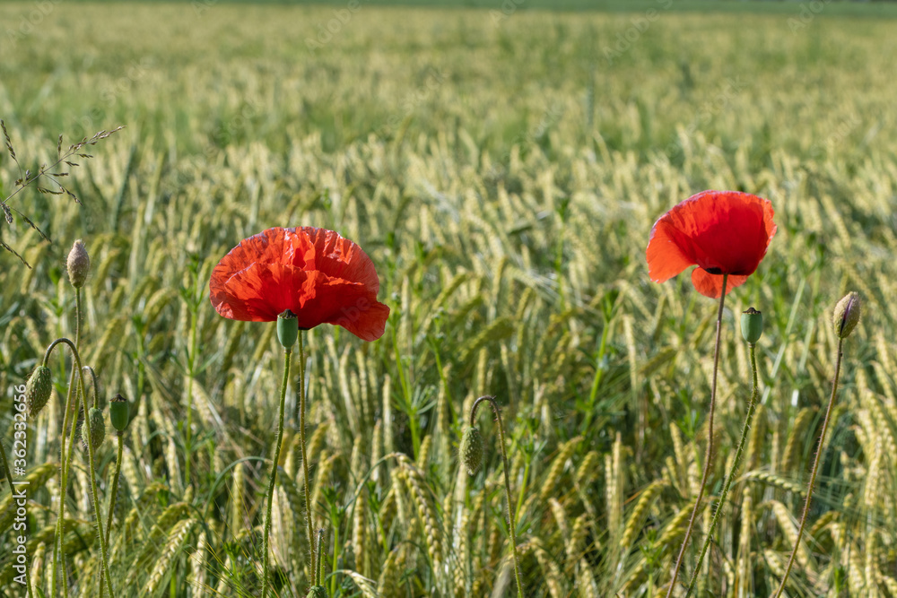 Klatschmohn Blüten vor grün gelben Weizenfeld im Sonnenlicht Klatschmohn Blüten vor grün gelben Weizenfeld im Sonnenlicht