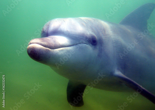 Aussie dolphin