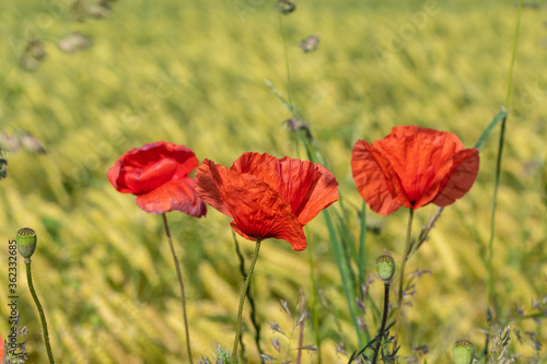 Klatschmohn Bl  ten vor gr  n gelben Weizenfeld im Sonnenlicht