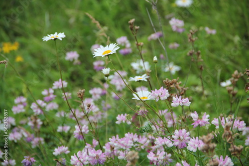 Background of Wildflowers Field Nature