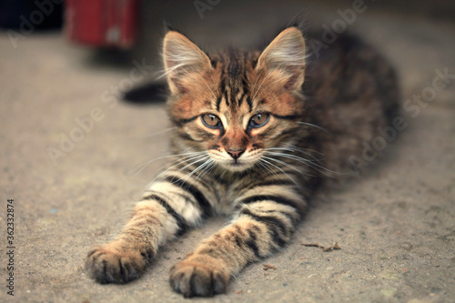 Canvas Print Portrait of fluffy wild cat