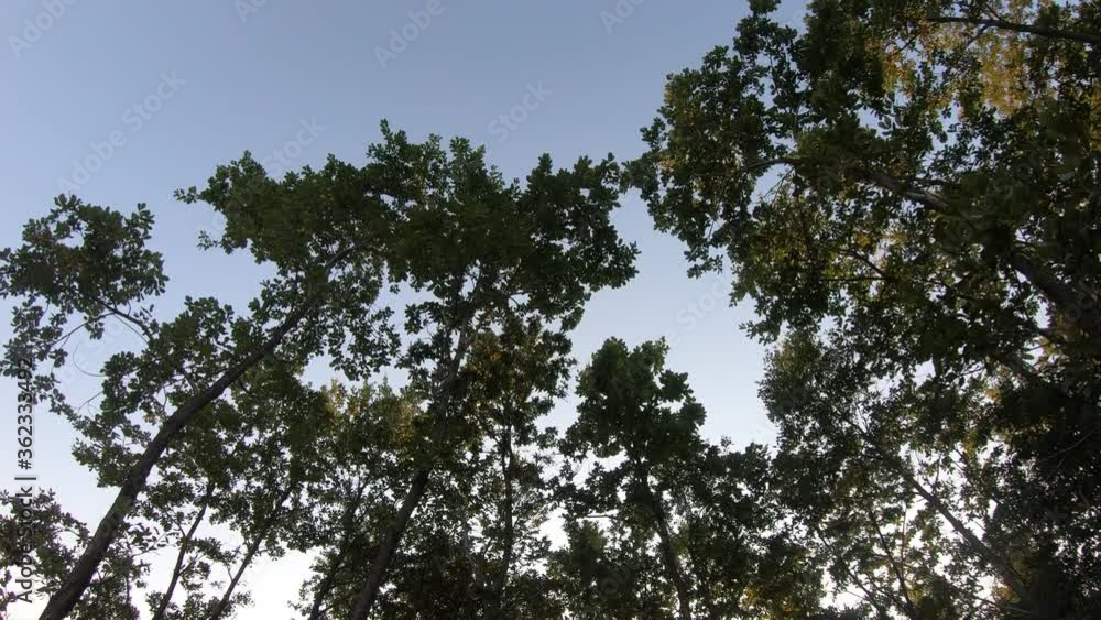 Trees and sky background, Motion Timelapse Trees and sky background, Motion Timelapse