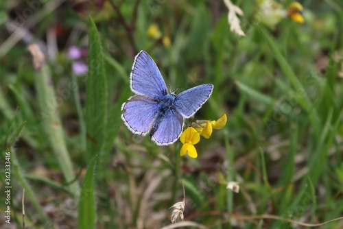 Beautiful blueling butterfly seen in vorarlberg, austria