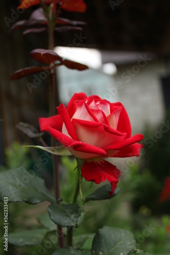 red rose in the garden