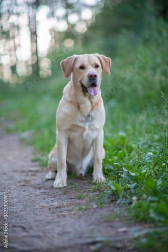 Portrait of a pale-yellow labrador retriever in the woods. Photographed close-up. 