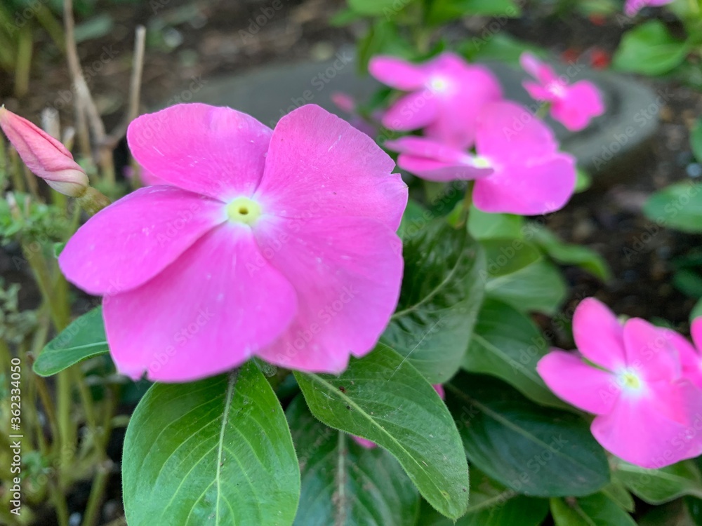 Periwinkle is a color in the blue and violet family. Its name is derived from the lesser periwinkle or myrtle herb (Vinca minor) which bears flowers of the same color. Periwinkle is a color in the blue and violet family. Its name is derived from the lesser periwinkle or myrtle herb (Vinca minor) which bears flowers of the same color.