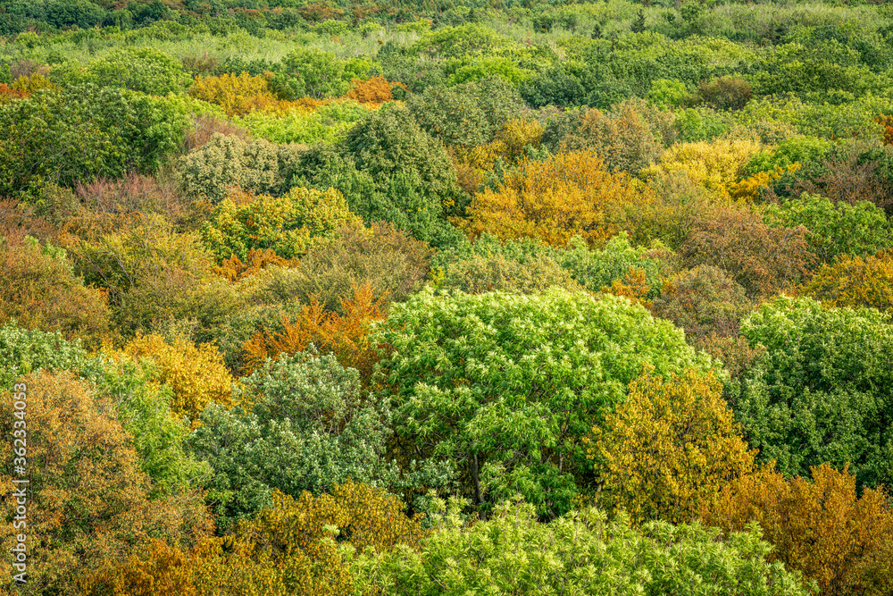Luftbild vom Wald und den Baumkronen im farbenfrohen Herbst