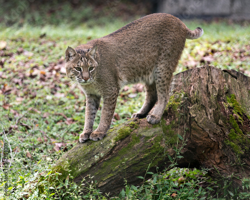 Bobcat Stock Photos. Image. Portrait. Bobcat on a trunk of a dead moss tree displaying its body, head, eyes, ears, nose, feet looking at you in its surrounding and environment. ©  Aline