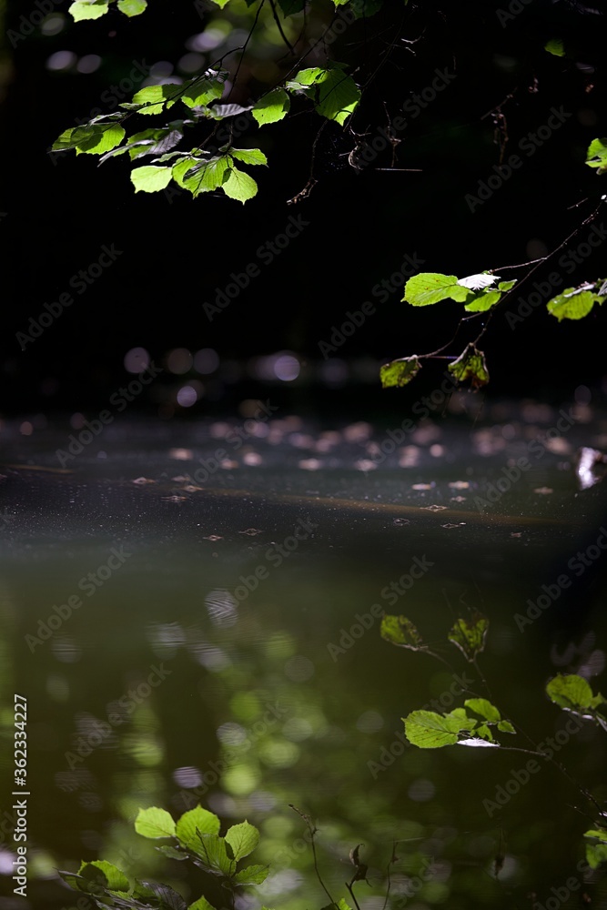 forêt humide forêt humide