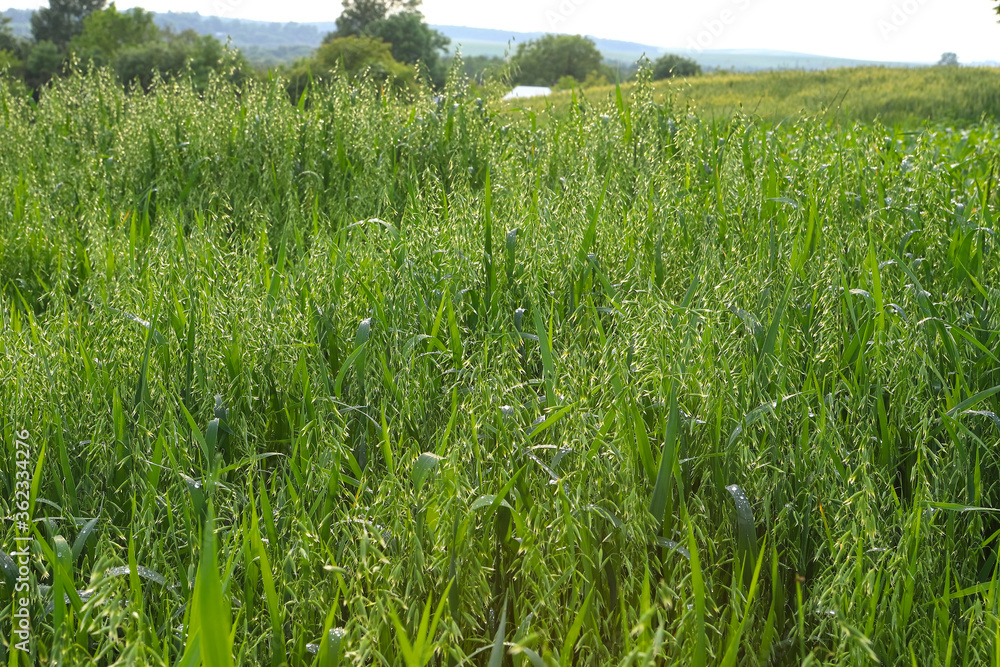 Young green oats on a field in rainy weather. Oat field with raindrops. Field of young green oats. The concept of a good harvest, agricultural industry. Young green oats on a field in rainy weather. Oat field with raindrops. Field of young green oats. The concept of a good harvest, agricultural industry.