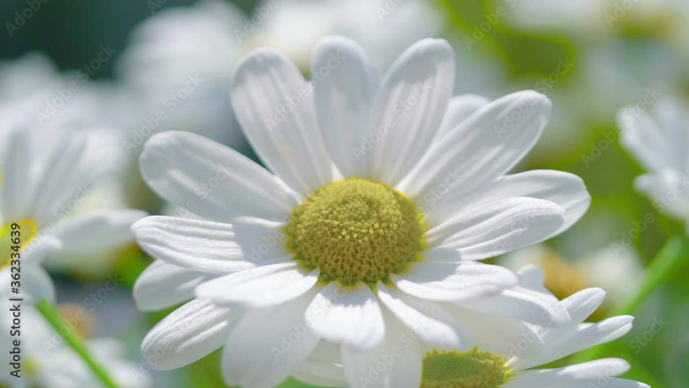 Close Up Of Daisies flowers in 4K Slow motion 60fps Close Up Of Daisies flowers in 4K Slow motion 60fps