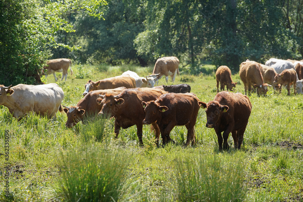 Cattle cows and calves graze in the grass. keeping cattle under the open sky. Blue sky with clouds. Europe Hungary Cattle cows and calves graze in the grass. keeping cattle under the open sky. Blue sky with clouds. Europe Hungary
