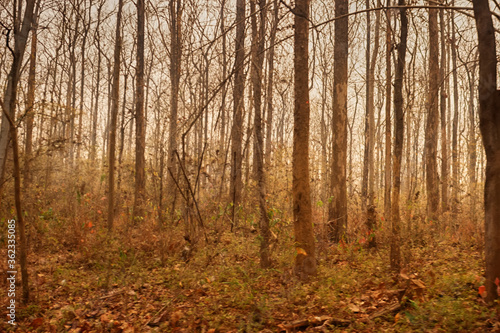 Canvastavla Winter (February) deciduous and semi-deciduous tropical forests in the mountains of Southeast Asia