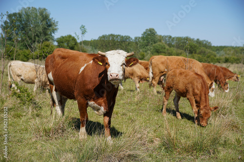 Cattle cows and calves graze in the grass. keeping cattle under the open sky. Blue sky with clouds. Europe Hungary