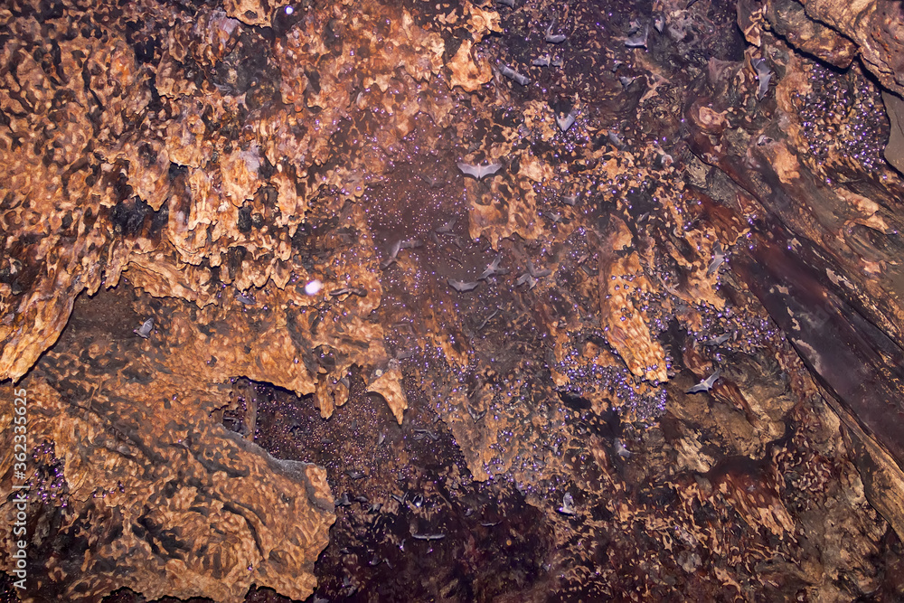 Tens of thousands of bats in huge caves in Southeast Asia. Animals hang ... Biology Diagrams