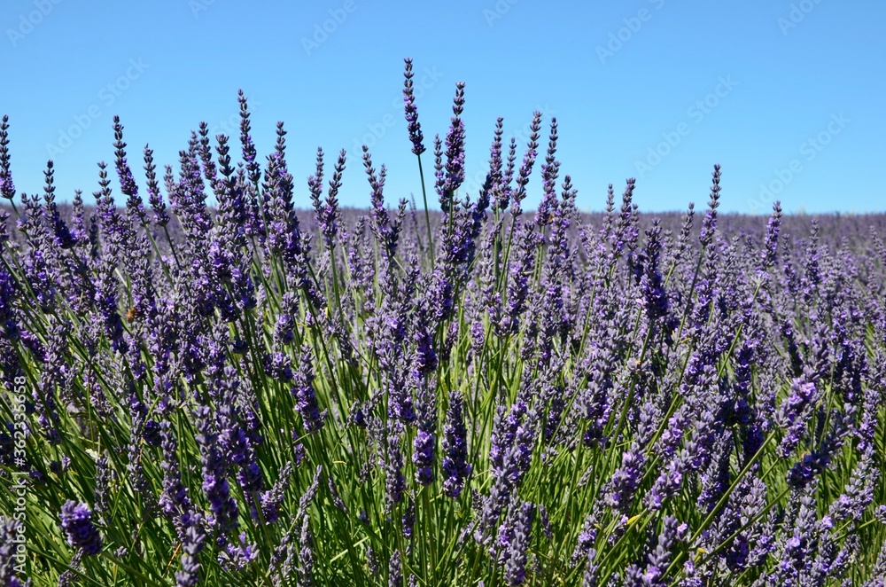 Naklejka premium Lavender field in Provence, France, closeup of purple flowers, blue sky background