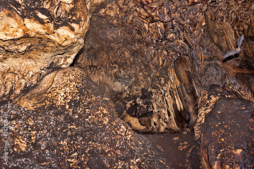 Tens of thousands of bats in huge caves in Southeast Asia. Animals hang from ceiling of cave and eyes glow in searchlight. Mass of bats as direction of human diseases, including coronaviruses photo