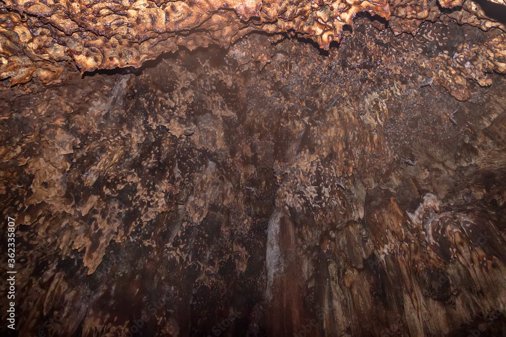 Tens of thousands of bats in huge caves in Southeast Asia. Animals hang ... Biology Diagrams
