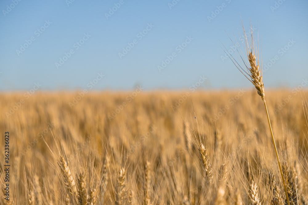 spikelets of golden wheat in bright sunlight on the field. selective focus. Agriculture, agronomy, industry concept