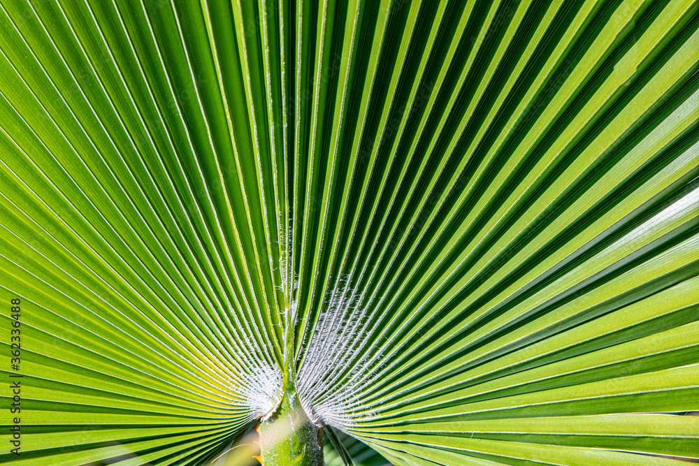 Fototapeta premium background of harmonic structure of a palm leaf