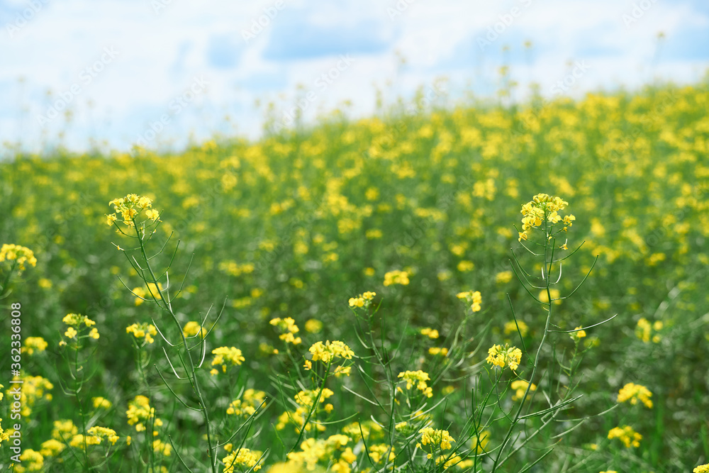 beautiful summer landscape - a meadow with yellow flowers in the forest on a bright Sunny day beautiful summer landscape - a meadow with yellow flowers in the forest on a bright Sunny day