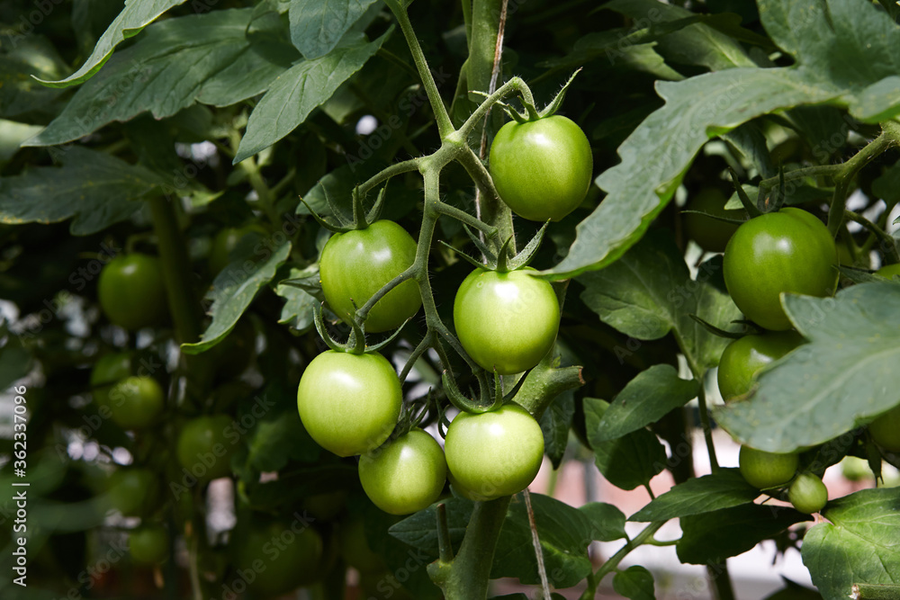 Unripe tomatoes on a branch in the ground in a greenhouse. Green organic tomatoes in the vegetable garden. Unripe tomatoes on a branch in the ground in a greenhouse. Green organic tomatoes in the vegetable garden.