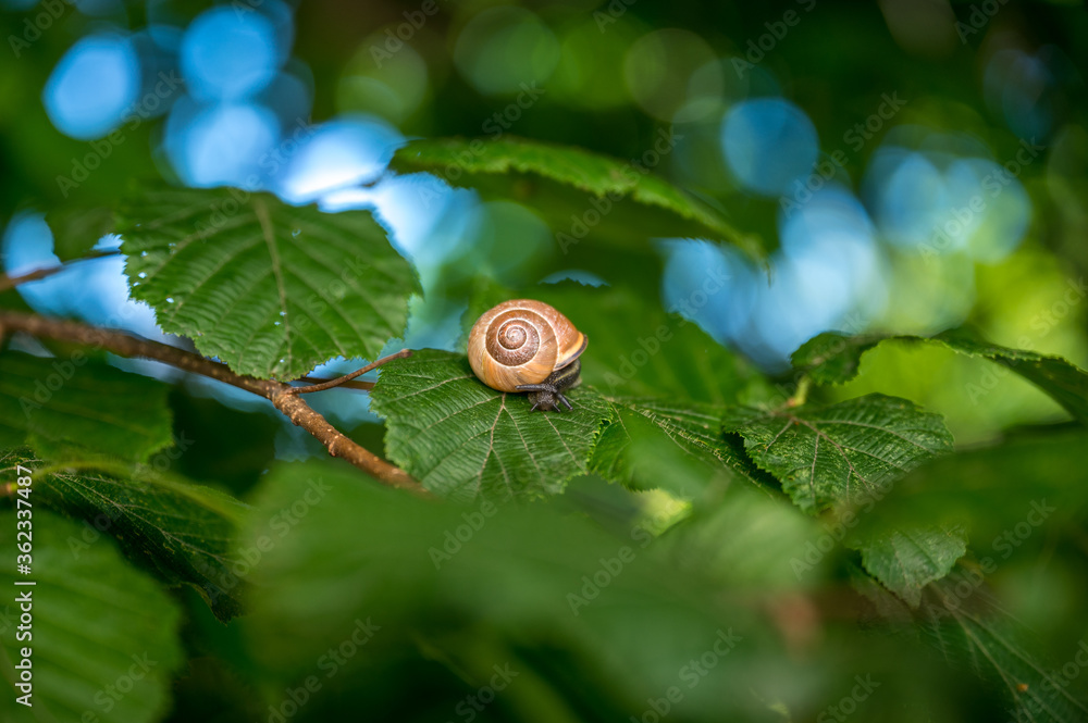 Weinbergschnecke auf Blatt von Haselnussstrauch Weinbergschnecke auf Blatt von Haselnussstrauch