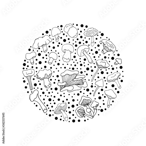 Set with mushrooms. . Doodle style. Design of logos, books, albums, and magazines. Vector isolated illustration with chanterelles, russules, oyster mushrooms, white mushrooms on a white background