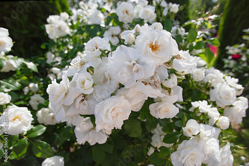 large bush is strewn with delicate beige flowers, many fragrant flowers, buds are open and will soon begin to fall,  sun's rays fall unevenly on a plant in  park, photo