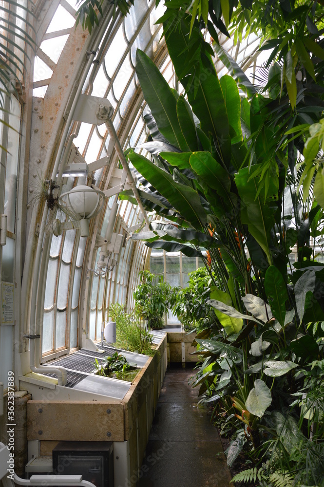 big plants in greenhouse big plants in greenhouse