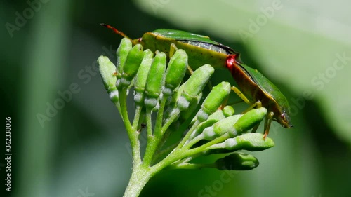 Common Green Shieldbug in copulation. Their Latin name is Palomena prasina. photo