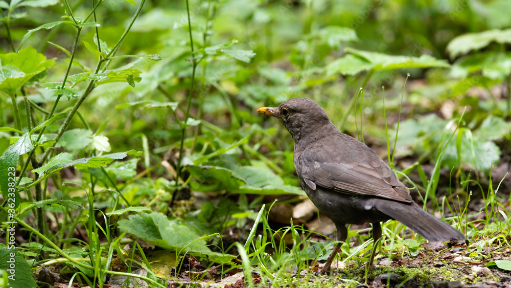 bird, natur, amsel, tier, wild lebende tiere, schnabel, wild, gras, black, bird bird, natur, amsel, tier, wild lebende tiere, schnabel, wild, gras, black, bird