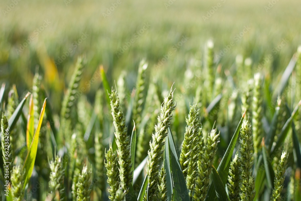 Beautiful view of corn field in spring with ad space