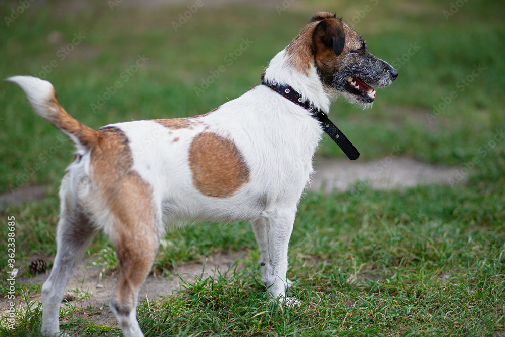 Jack Russell for walk in  park, dog in  collar, an active animal is ready to run,