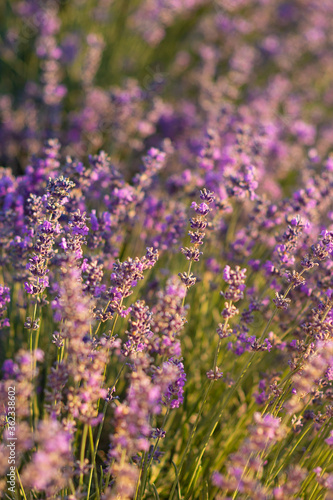 Flowering lavender. Lavender close-up.  Field of lavender. Selective focus