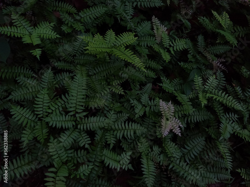green fern in the forest