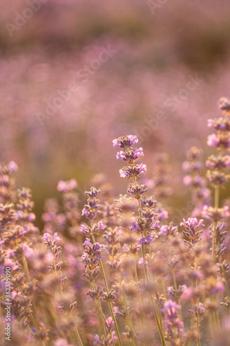 Flowering lavender. Lavender close-up. Field of lavender. Selective focus